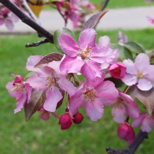 Meet your Posher, Irma h